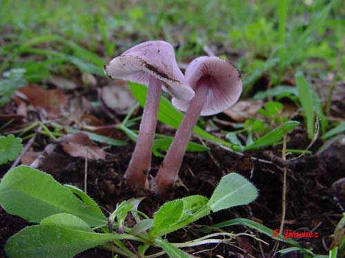 Mycena rosae